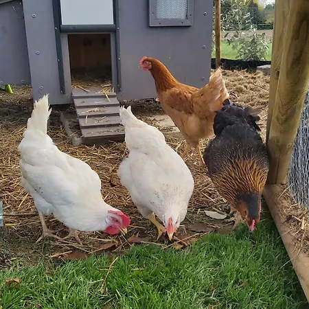 Couette-café Entre Champs 3*